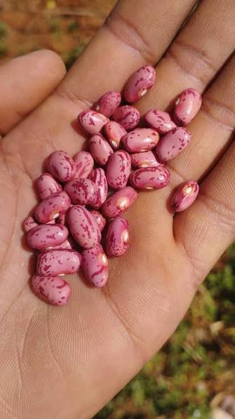 TRS Rosecoco Beans 2kg